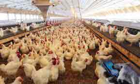 گران فروشی مرغ تایید شد/  مشکل مرغدار قیمت بالای نهاده است سازمان حمایت از مصرف کنندگان