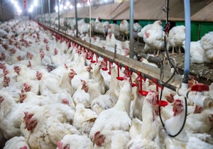 مرغ قیمت ۴۰هزار تومان را هم دید . نایب رئیس کانون انجمن صنفی مرغداران گوشتی :  قیمت مرغ را دلال ها تعیین می کنند نه مرغدار.