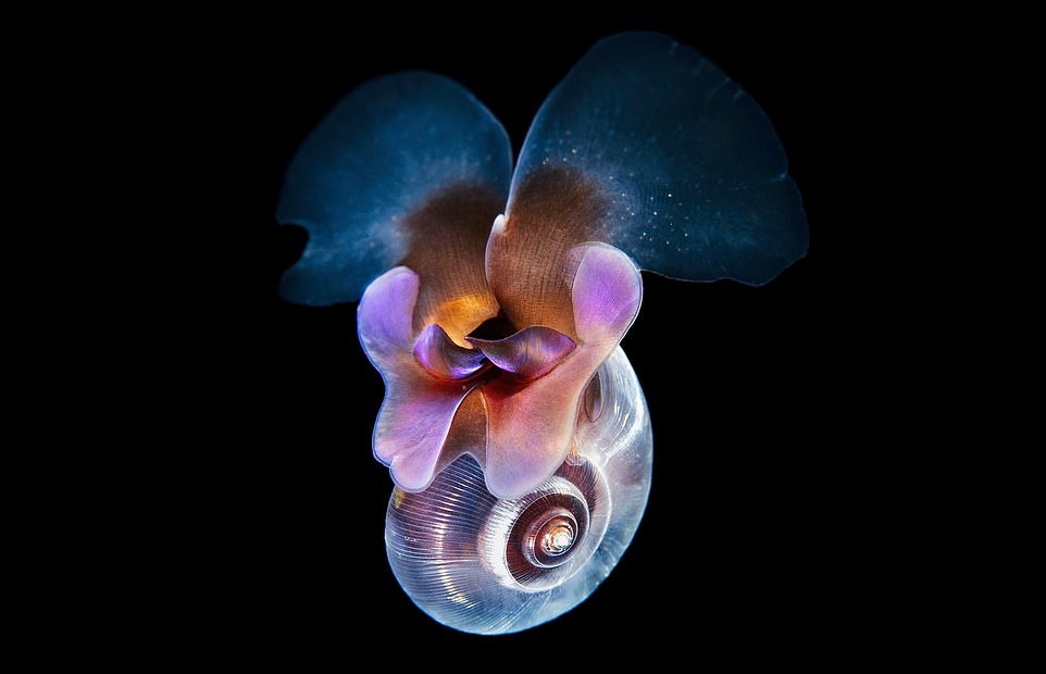 تصاویر حیرت‌انگیز از موجودات عجیب اعماق دریا/«بیگانه‌های زیر آب»