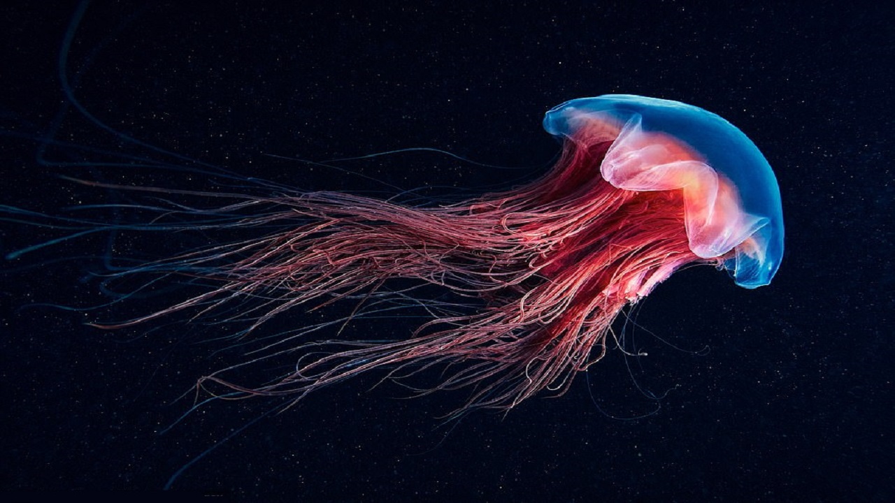 تصاویر حیرت‌انگیز از موجودات عجیب اعماق دریا/«بیگانه‌های زیر آب