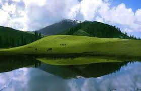 ارسباران+تبریز+جنگل+جنگل مه+خروس سیاه+خرس قهوه ای