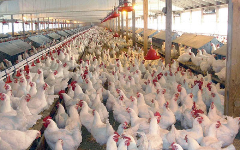 قیمت مرغ کاهش یافت اما فروش همچنان بالاتر از نرخ مصوب