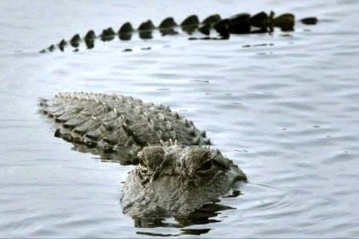 رد پای وحشتناک تمساح در دریاچه چیتگر!