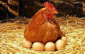 مرغ تخم طلا جایی نمیخوابه که زیرش آب بره،قیمت تخم مرغ هر عدد 1500 تومان