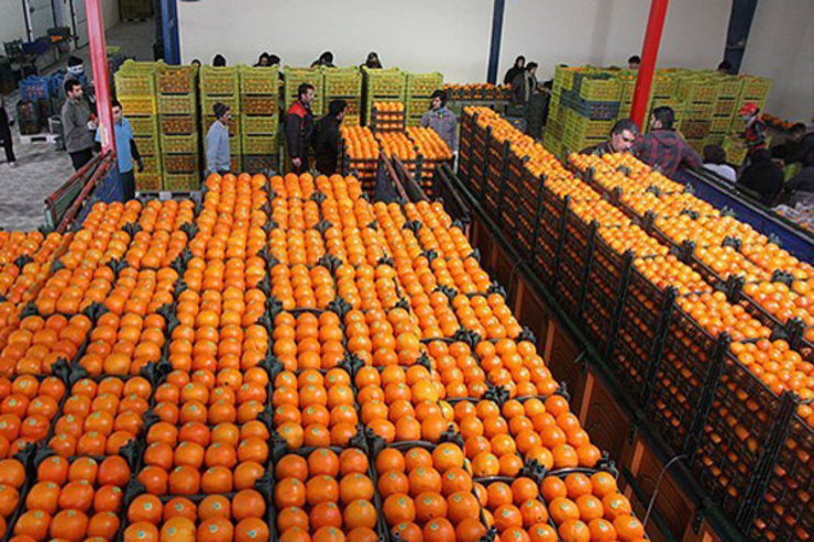 ستاد تنظیم بازار میزان قیمت میوه شب عید را اعلام نمود