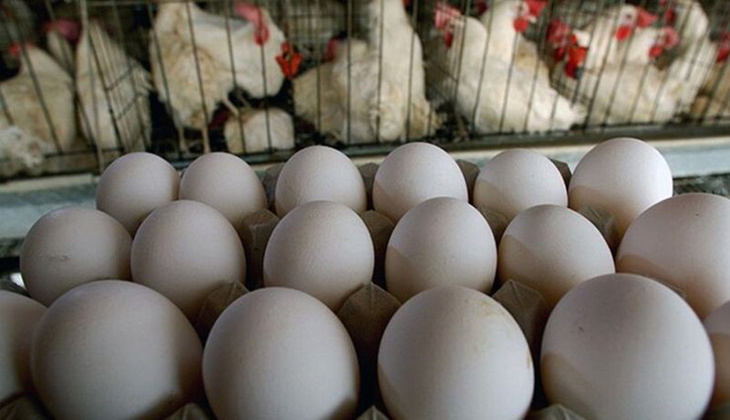 آیا بازار مرغ و تخم مرغ در سال 1400 سامان می‌یابد؟