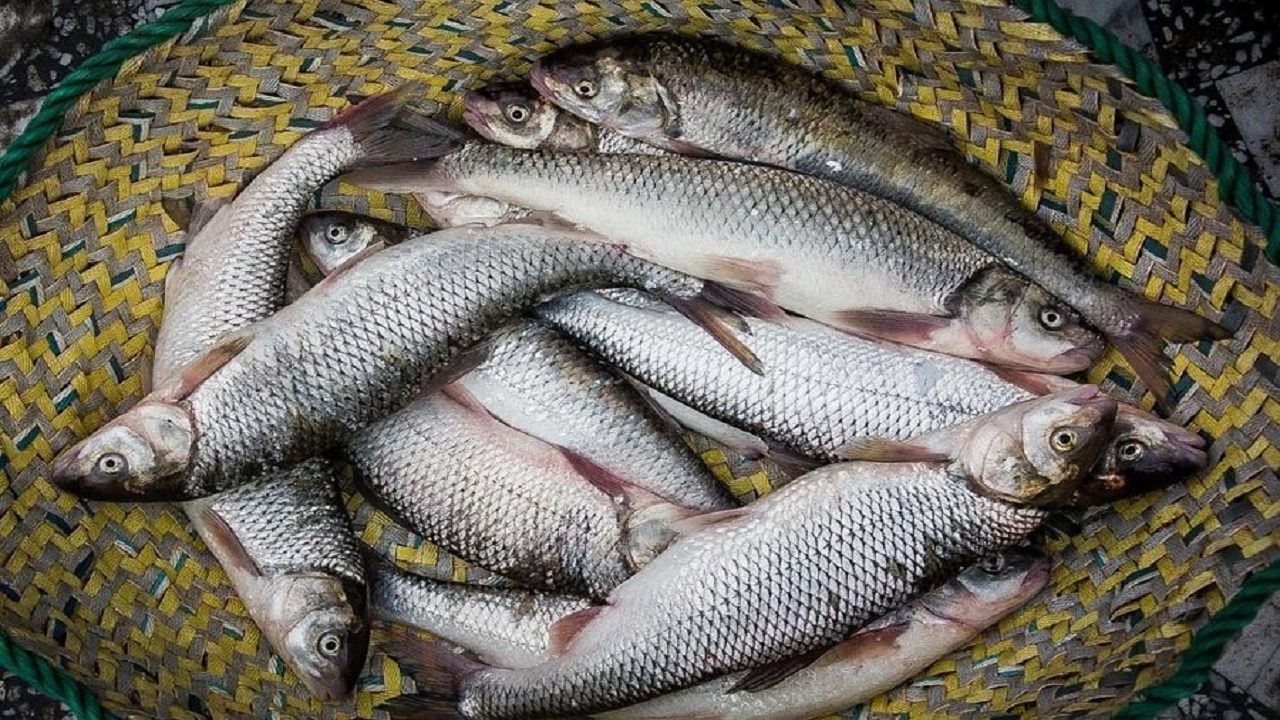 افزایش قیمت مرغ،عامل ثبات قیمت ماهی در بازار