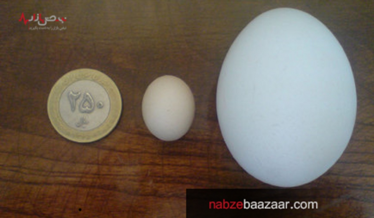 دلیل کوچک شدن اندازه تخم مرغ‌ها چیست