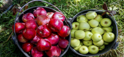 قیمت انواع میوه در میادین تره بار /حداکثر قیمت هر کیلو زردآلو ۵۵ هزار تومان