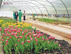 تولید گل در گلخانه‌های هوشمند استان یزد