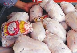 علت افزایش قیمت مرغ از زبان معاونت توسعه بازرگانی وزارت جهاد کشاورزی