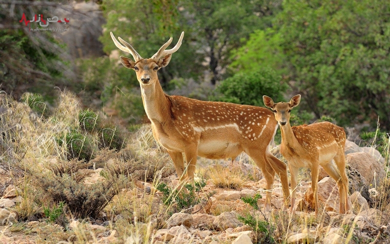 مسجد جامع ساری یکی از قدیمی ترین مکانهای عبادت در شمال ایران