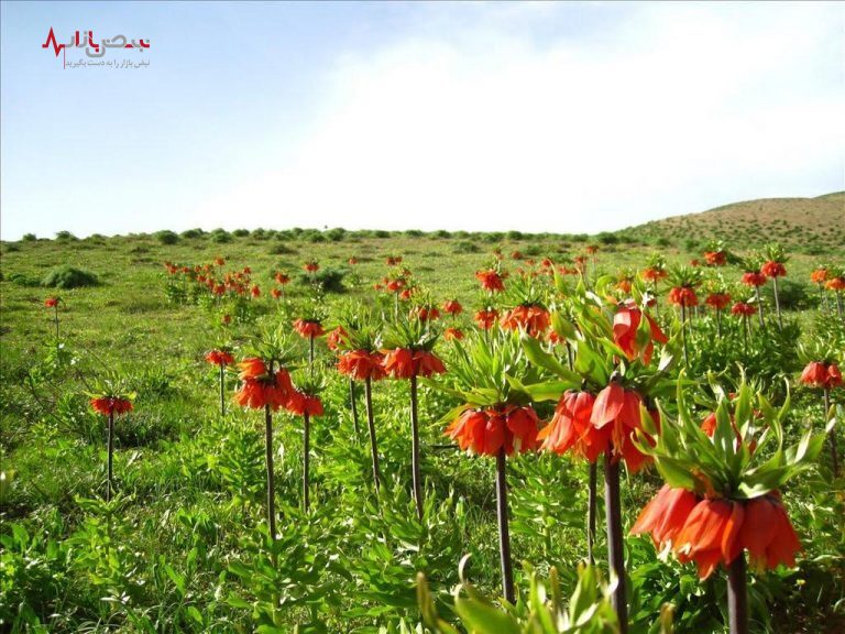 چشمه کوهرنگ یکی از زیباترین چشمه‌های استان چهارمحال و بختیاری