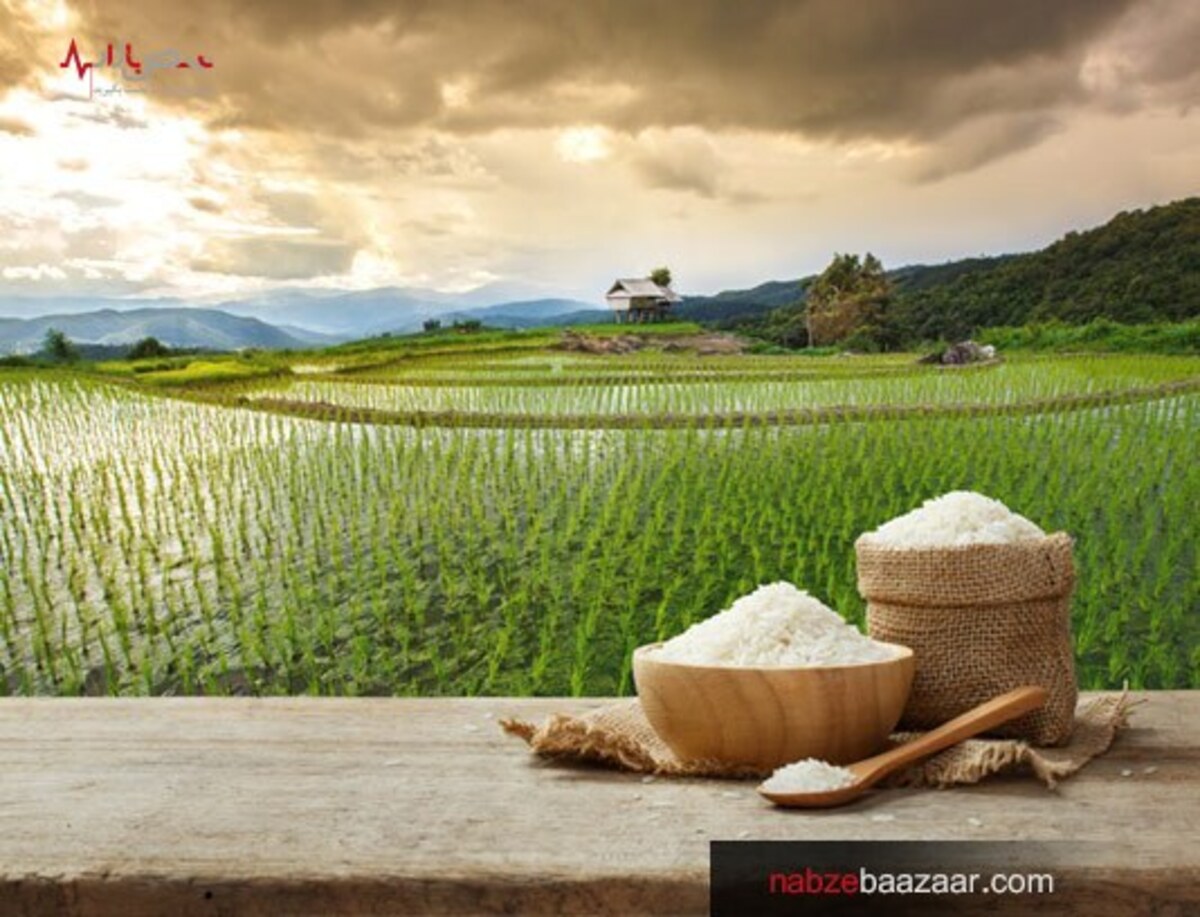 افزایش قیمت برنج حتی با برداشت محصول هم متوقف نشد