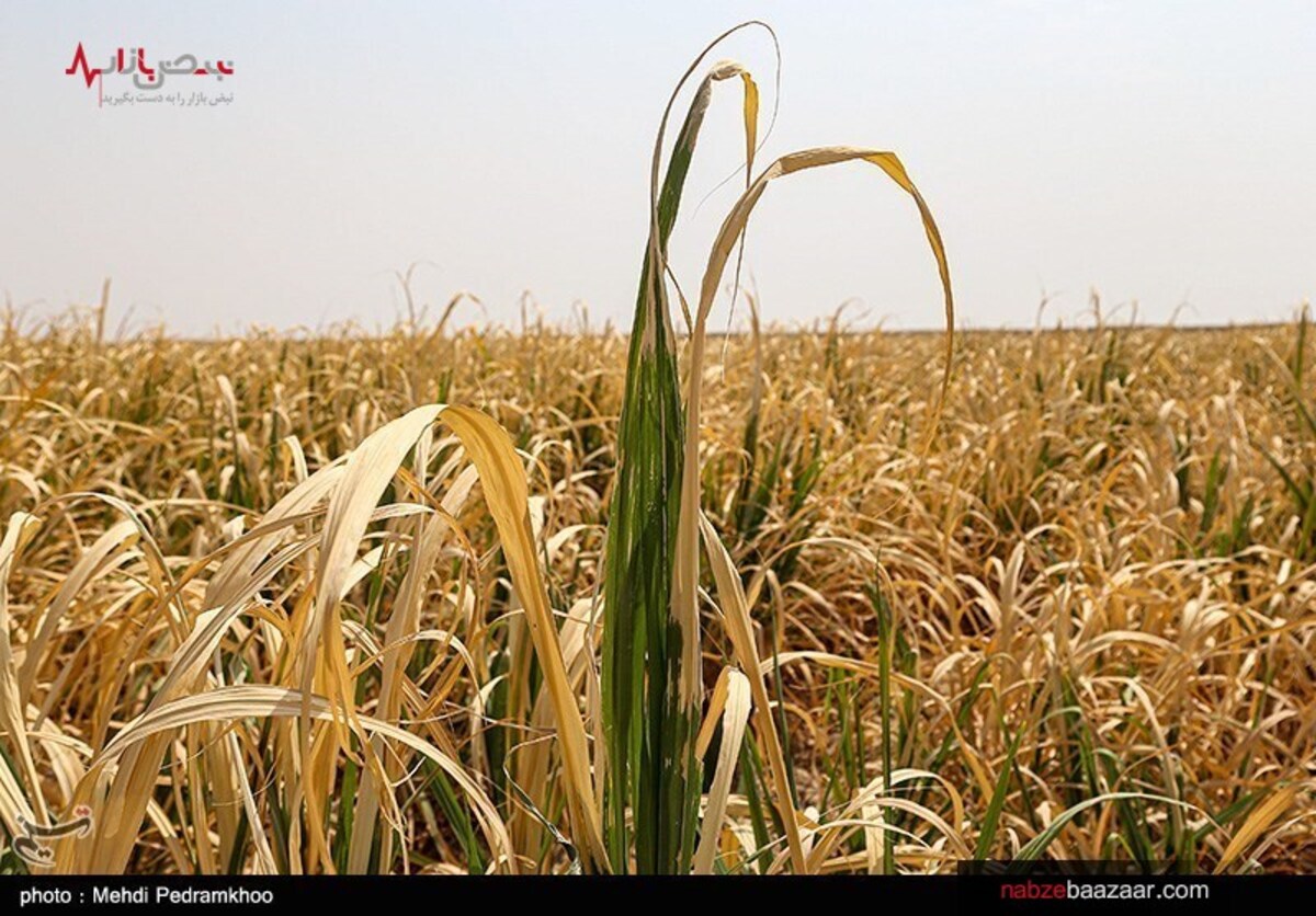 کم آبی کشاورزی در خوزستان حل شد