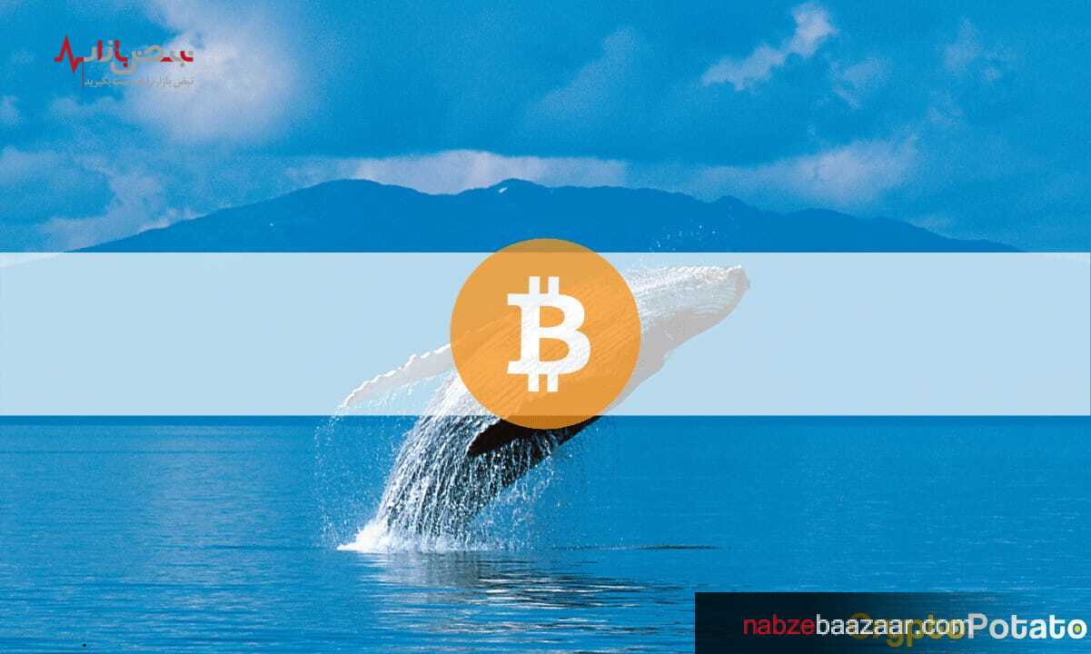 سومین نهنگ بزرگ بیت کوین سیو سود کرد / قیمت بیت کوین ۱۷ مهر ۱۴۰۰