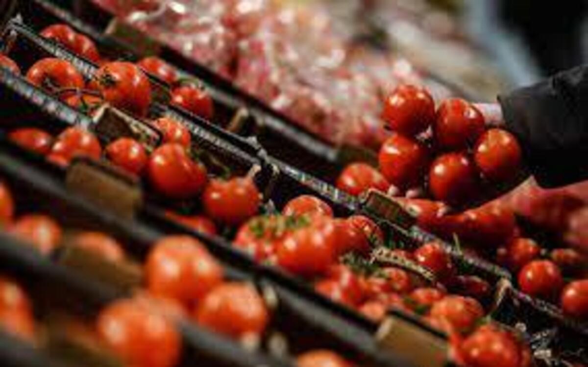 کاهش ۷ هزار تومانی قیمت گوجه فرنگی