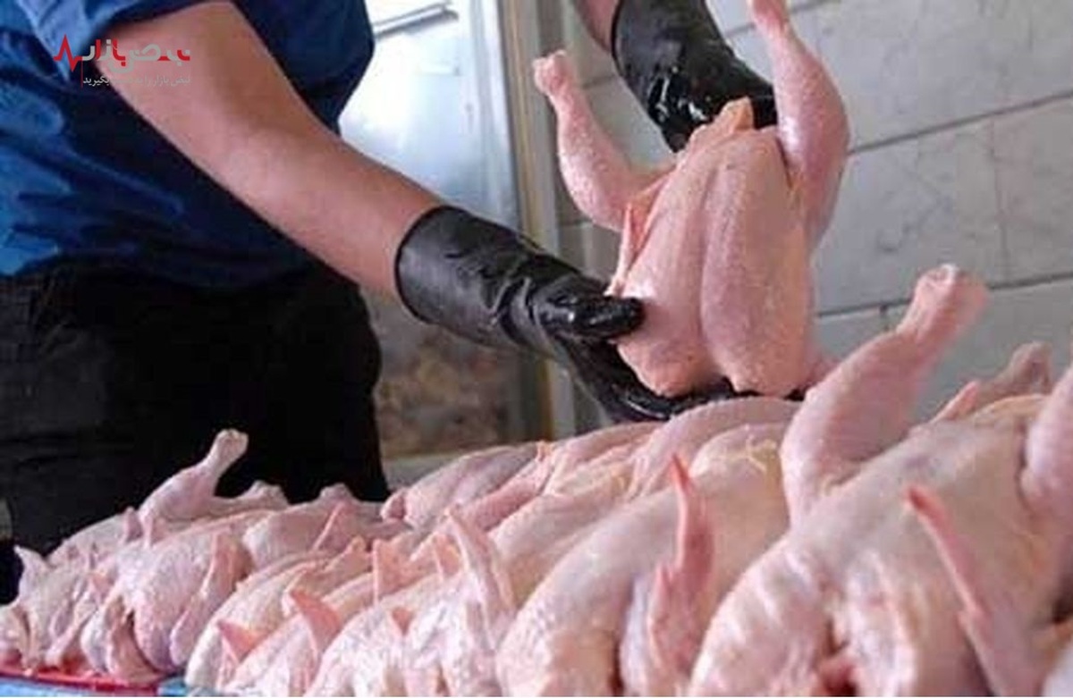 جمع آوری مرغ های مازاد برای جلوگیری از کاهش قیمت مرغ آغاز شد