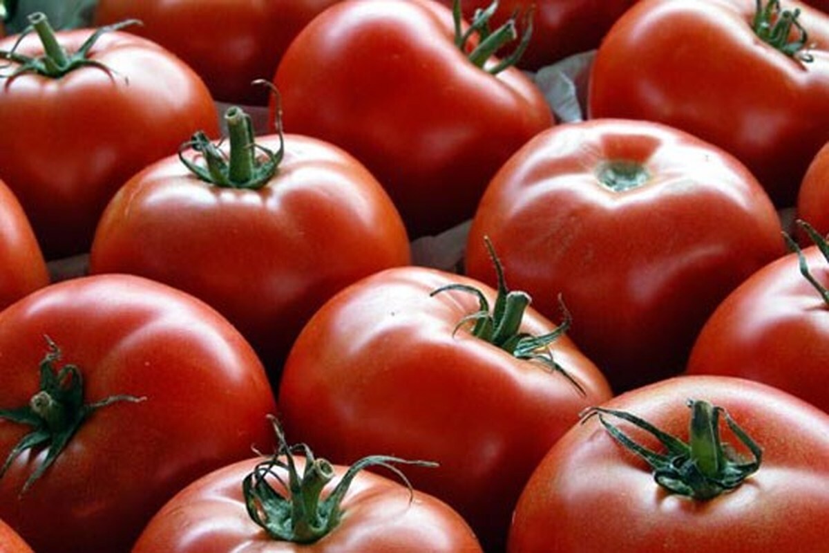 گرانی ۲ هزار تومانی قیمت گوجه فرنگی