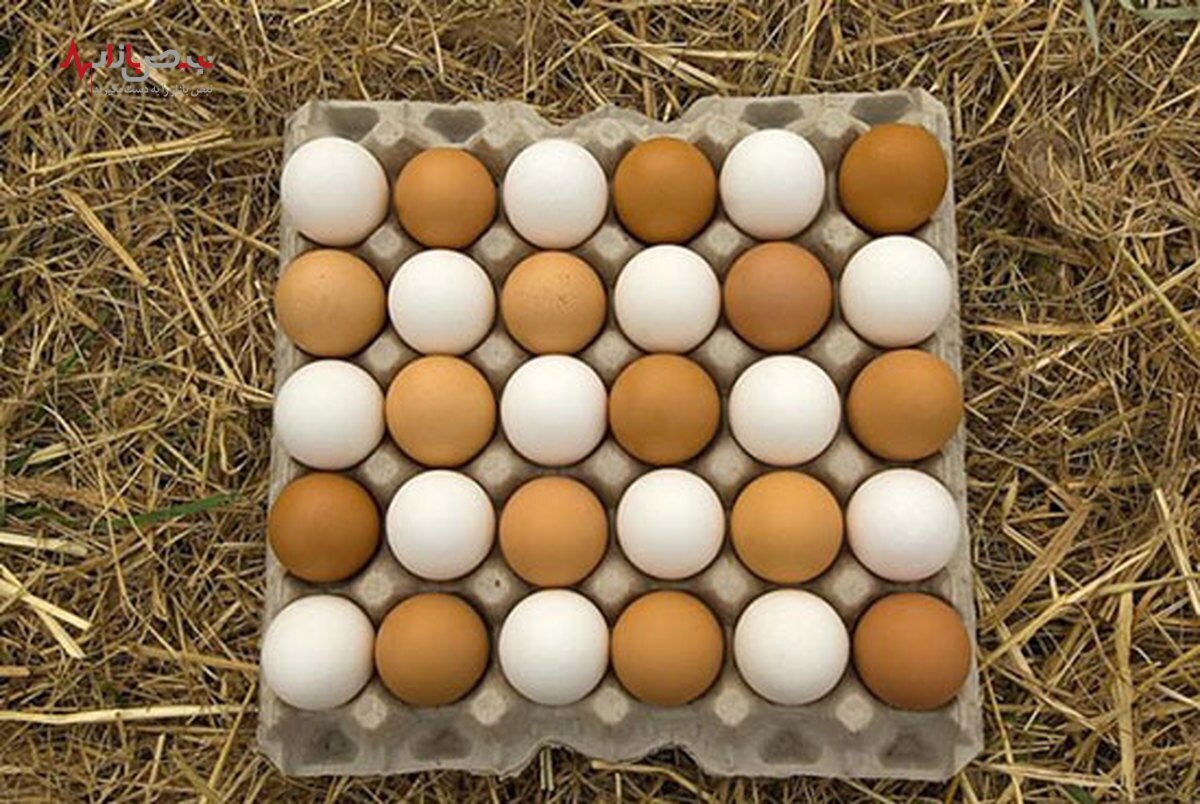 قیمت جدید تخم مرغ چه زمانی اعلام می‌شود؟