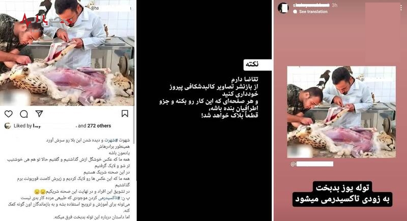 تصاویر پوستکندنِ «پیروز» توله یوز ایران واقعی است؟ /عکس تصاویر پوستکندنِ «پیروز» توله یوز ایران واقعی است؟ /عکس