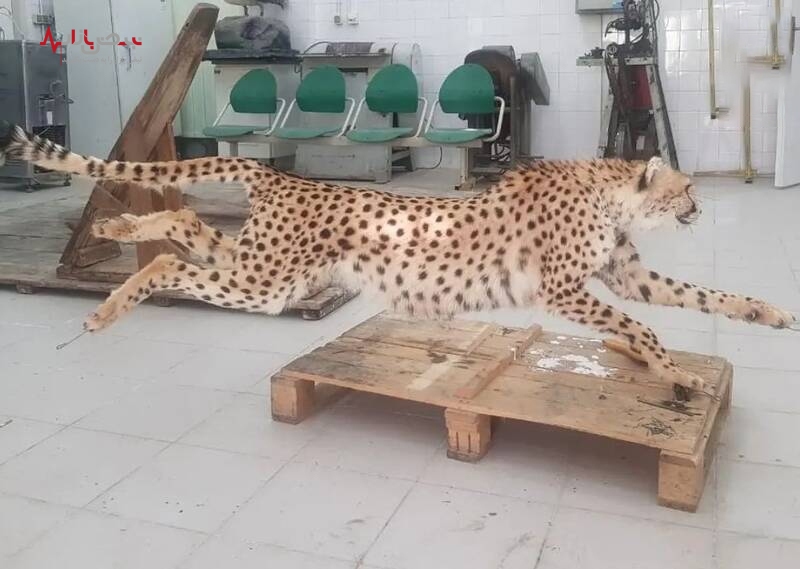 تصاویر پوستکندنِ «پیروز» توله یوز ایران واقعی است؟ /عکس تصاویر پوستکندنِ «پیروز» توله یوز ایران واقعی است؟ /عکس