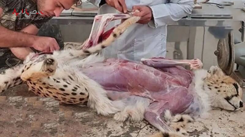 تصاویر پوستکندنِ «پیروز» توله یوز ایران واقعی است؟ /عکس تصاویر پوستکندنِ «پیروز» توله یوز ایران واقعی است؟ /عکس