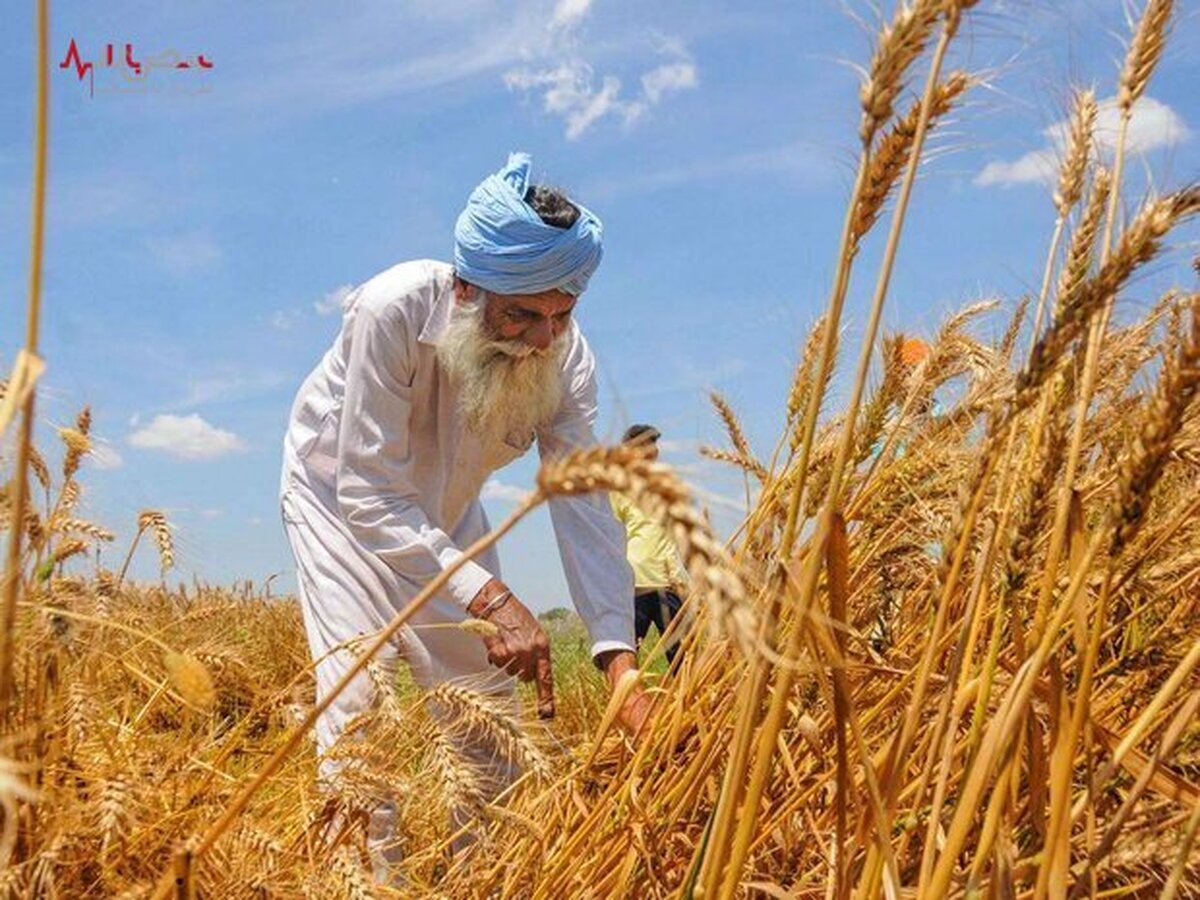 جنگ جهانی گندم؛ آیا افزایش قیمت آرد فقط مربوط به ایران است؟