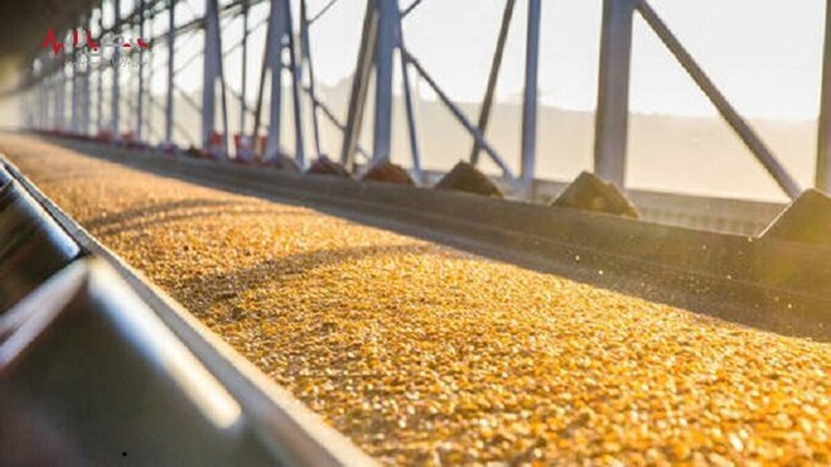 واردات بیش از ۹۶ میلیون تن گندم طی ۳۰ سال