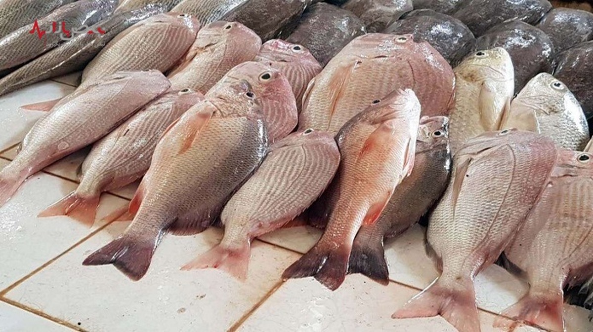 قیمت ماهی در بازار + جدول