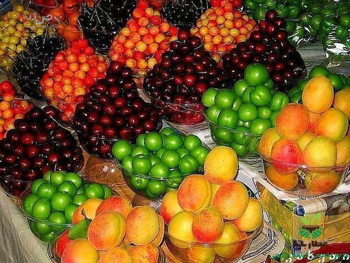 کاهش ۱۰ تا ۲۰ درصدی قیمت میوه و صیفی در میدان مرکزی/ ورود نوبرانه‌ها به بازار
