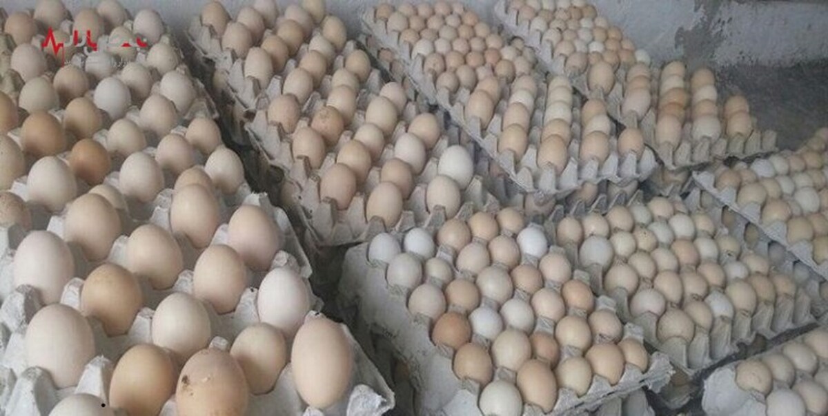 تخم مرغ صادر می‌شود
