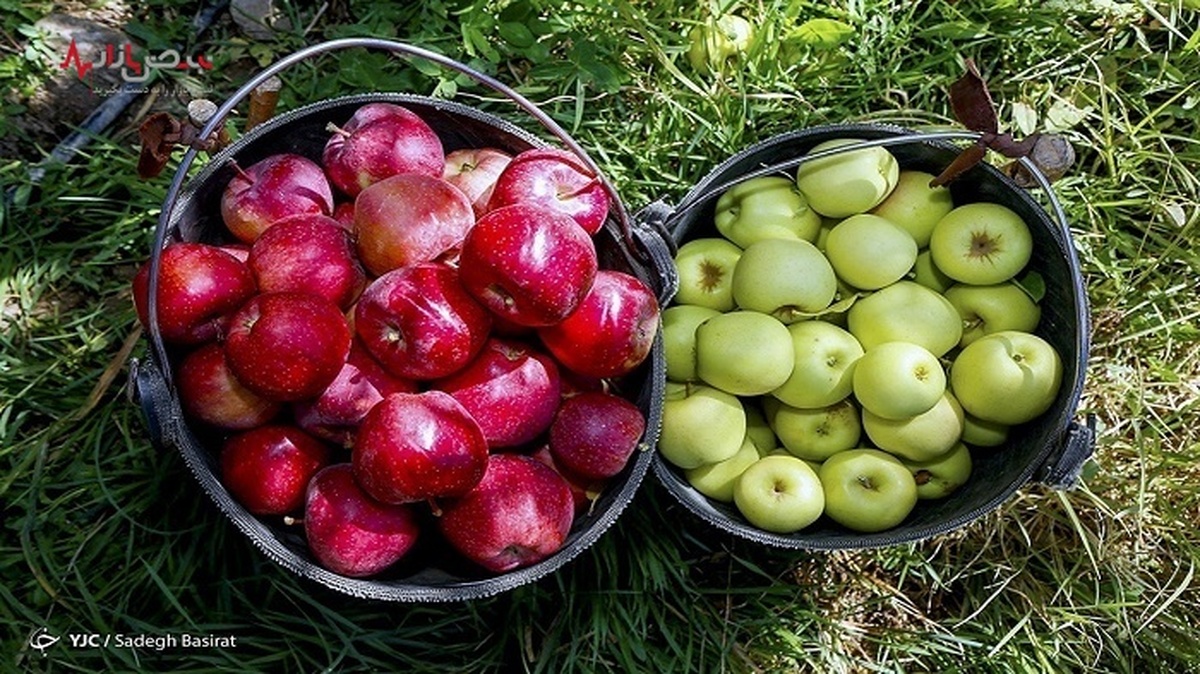 کاهش ۴۰ تا ۶۰ هزار تومانی قیمت میوه‌های نوبرانه در بازار + جدول