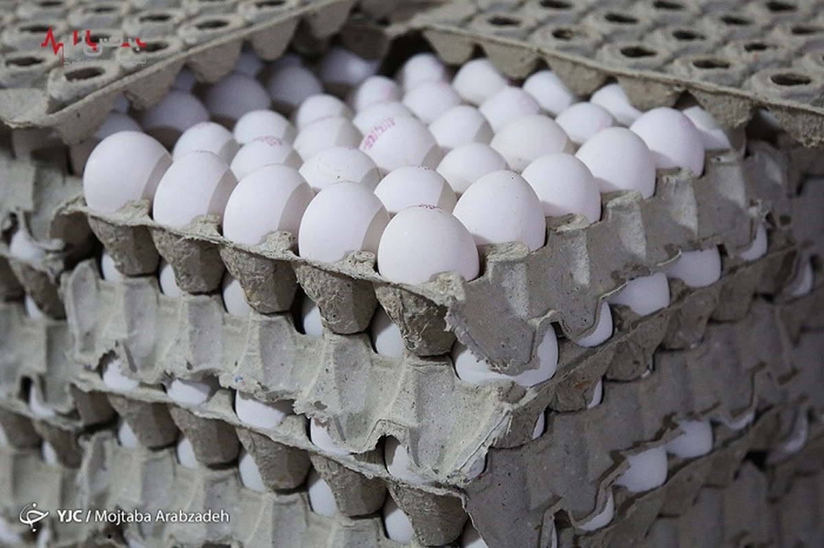 عرضه ۴۰۰ تن تخم مرغ بیش از نیاز کشور/ادامه کاهش نرخ مرغ و تخم مرغ نسبت به قیمت مصوب