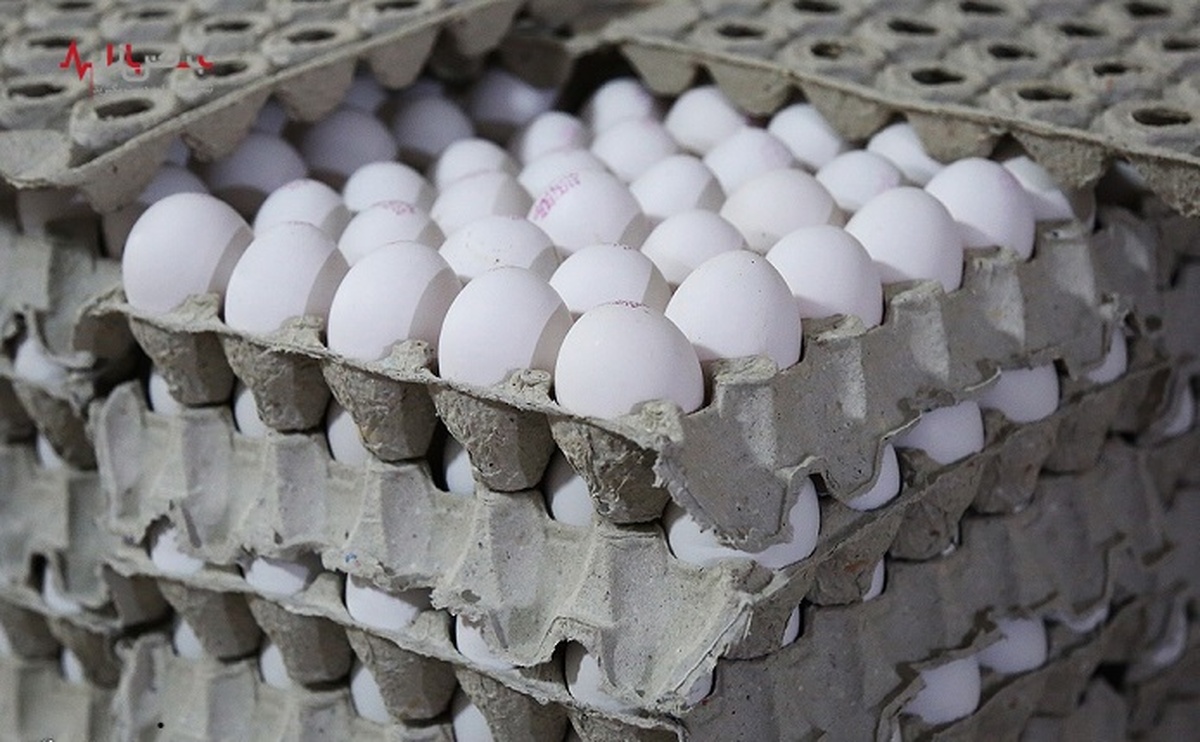 قیمت هر شانه تخم مرغ به کمتر از نرخ مصوب رسید