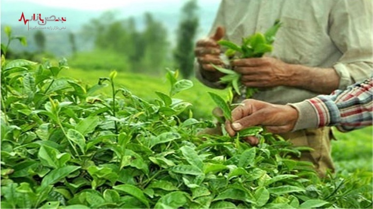 تولید چای خشک به ۳۰ هزار تن می‌رسد