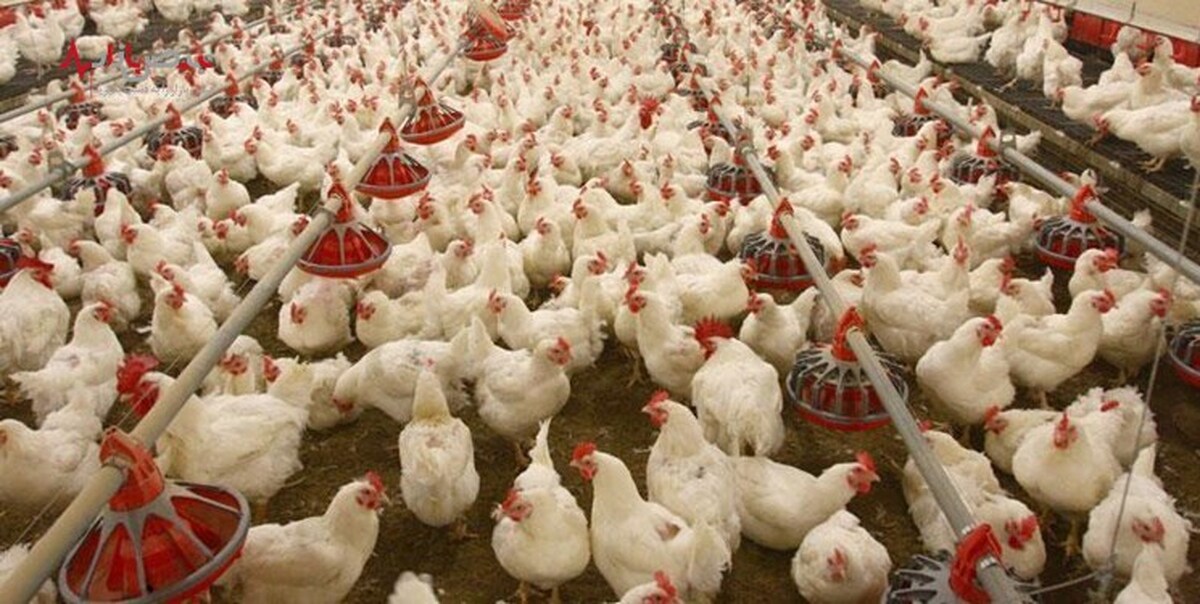 کمبود نقدینگی مرغداران/ ۳ پیشنهاد برای تأمین مالی تولید‌کنندگان مرغ