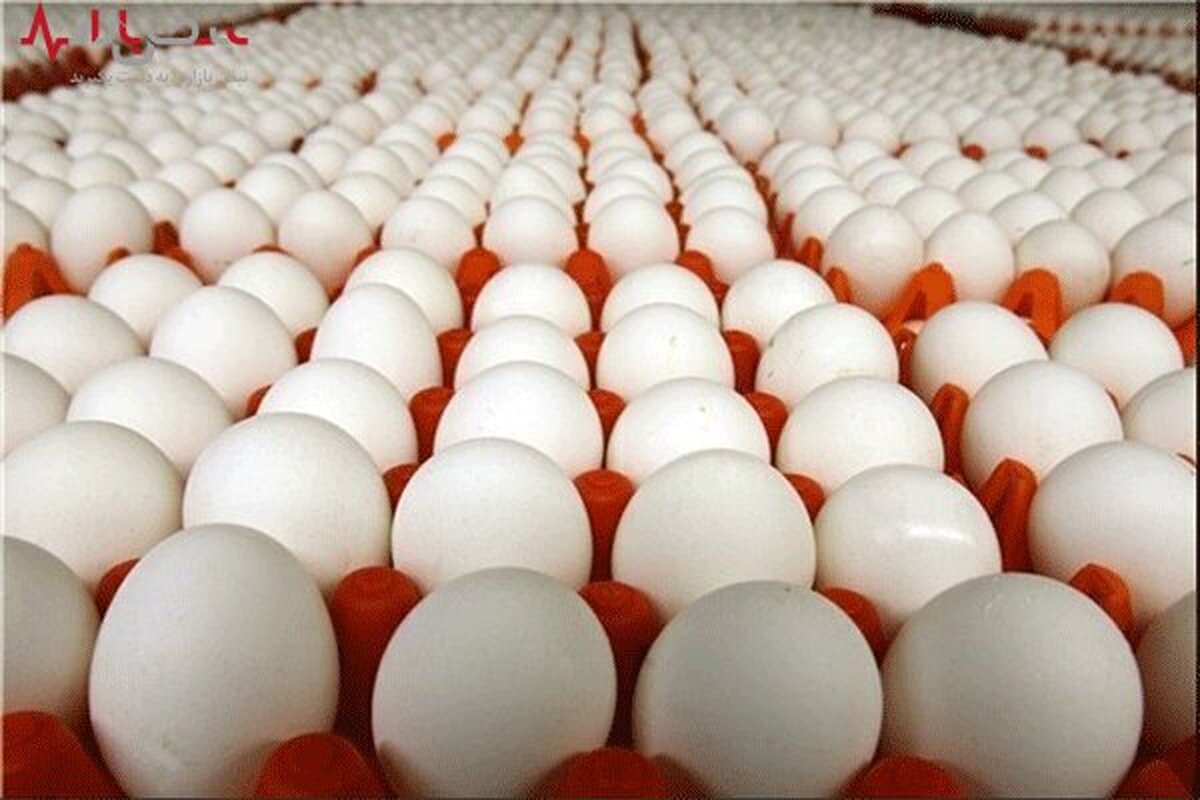 ۸۰۰ تن تخم مرغ از کشور صادر شده / صادرکنندگان منتظر حذف تعرفه صادراتی
