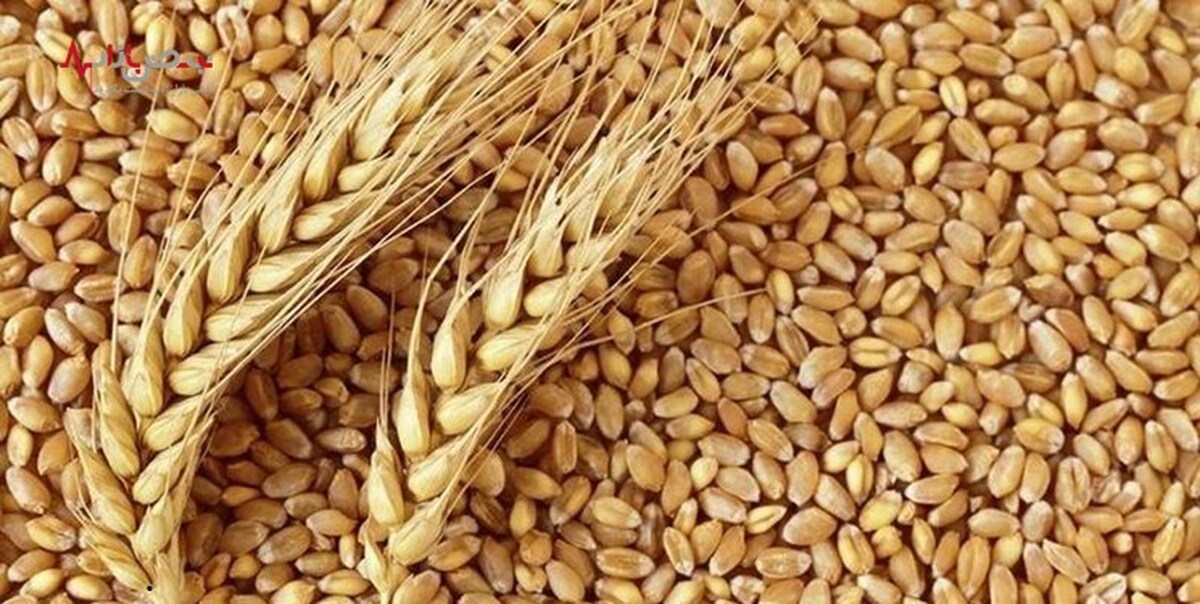 افزایش ۱۰ دلاری قیمت گندم در بازار‌های جهانی/رشد قیمت‌ها همچنان ادامه دارد