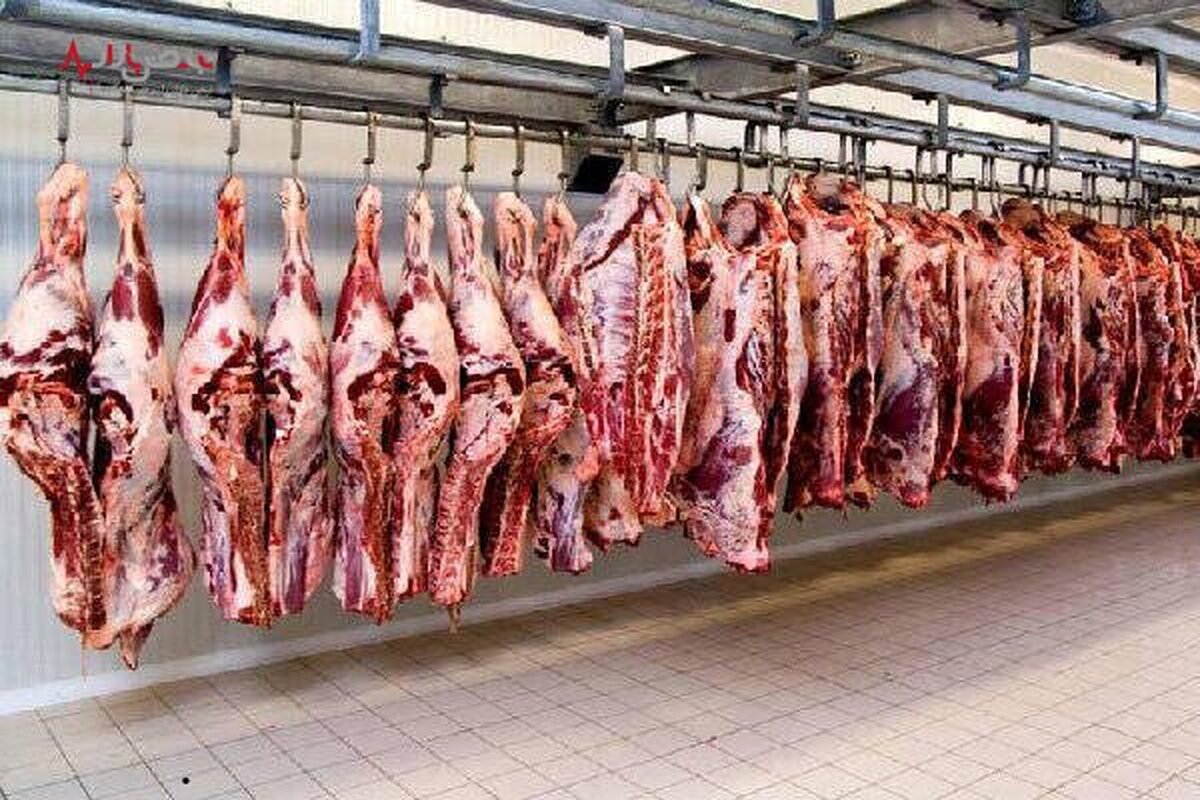 ۷۵ هزار تن گوشت قرمز در قالب طرح قراردادی تولید خواهد شد