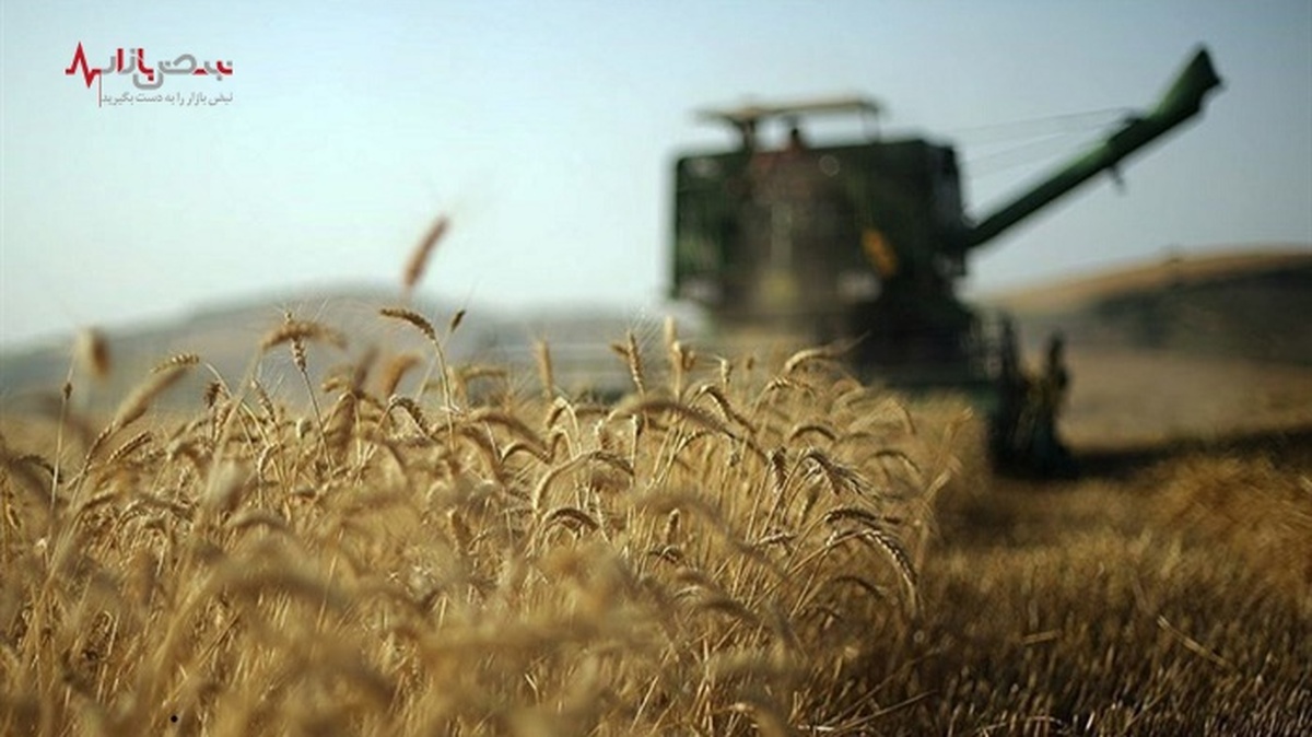 تولید گندم به ۱۰ میلیون تن می‌رسد