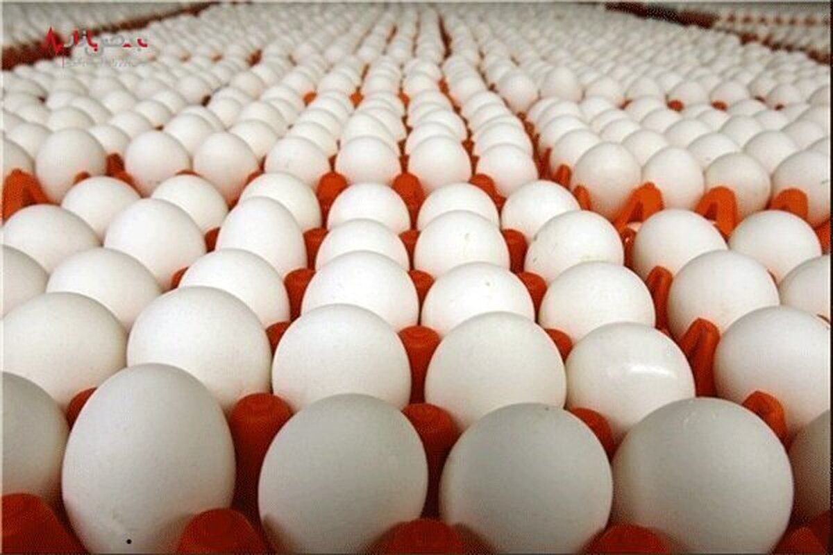صادرات تخم مرغ امکان‌پذیر نیست /قیمت لب مرز ارزانتر است