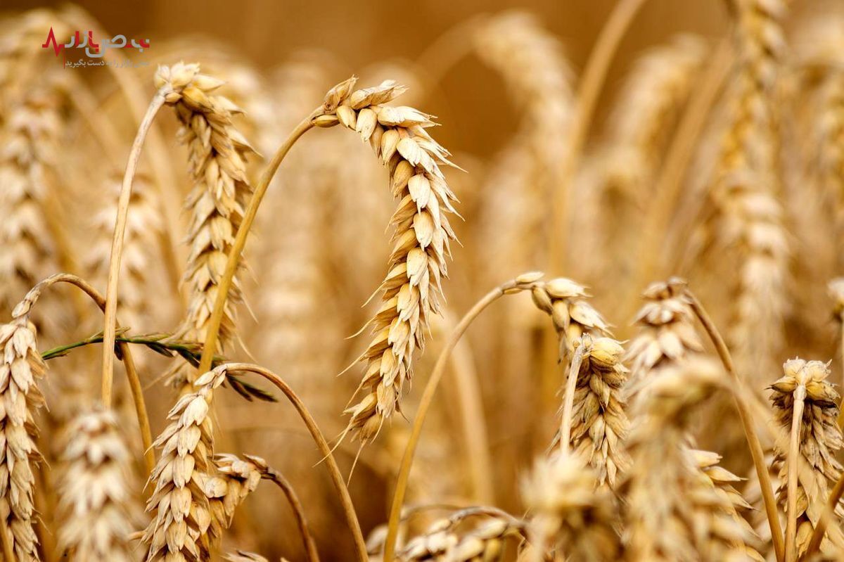 کمبود گندم در ایران بحران است؟ / چالش غربی‌ها و مسکو مجدد گندم را گران کرد