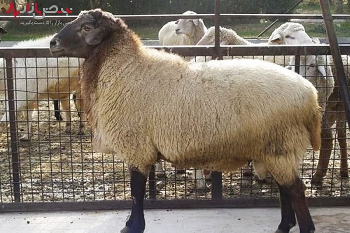 حداقل قیمت گوسفنده زنده برای عید قربان چقدر است؟