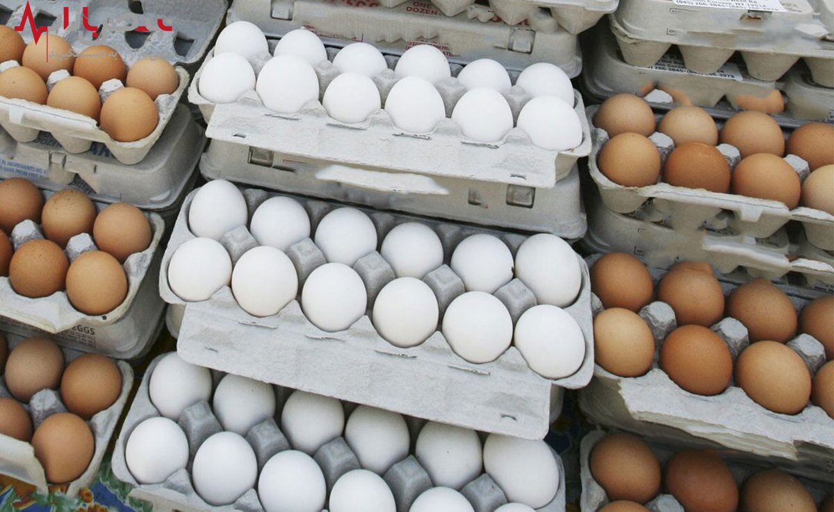 قیمت تخم مرغ امروز ۲۰ تیر ۱۴۰۱