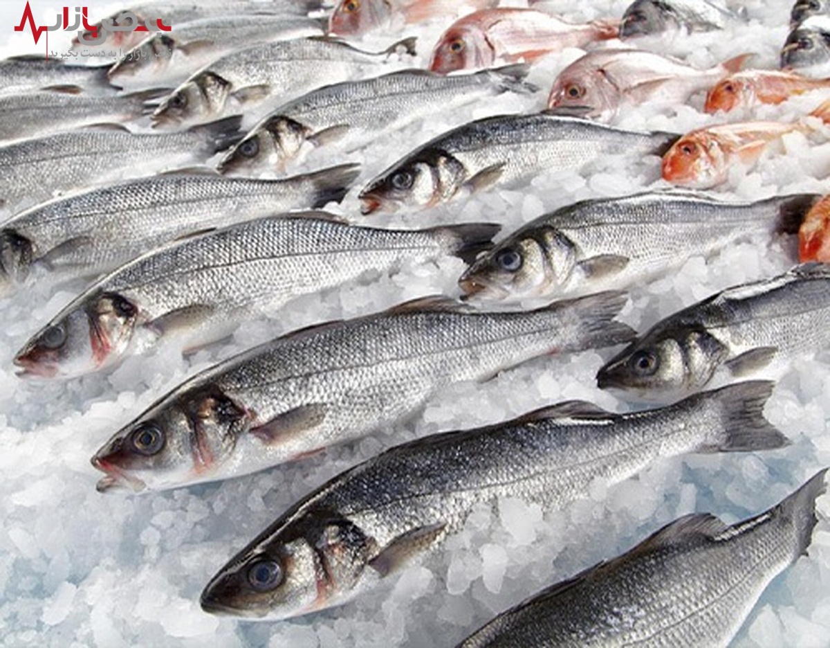 قیمت ماهی امروز ۱۱ مرداد ۱۴۰۱ | هر کیلو ماهی کیلیکا ۱۳۰ هزار تومان
