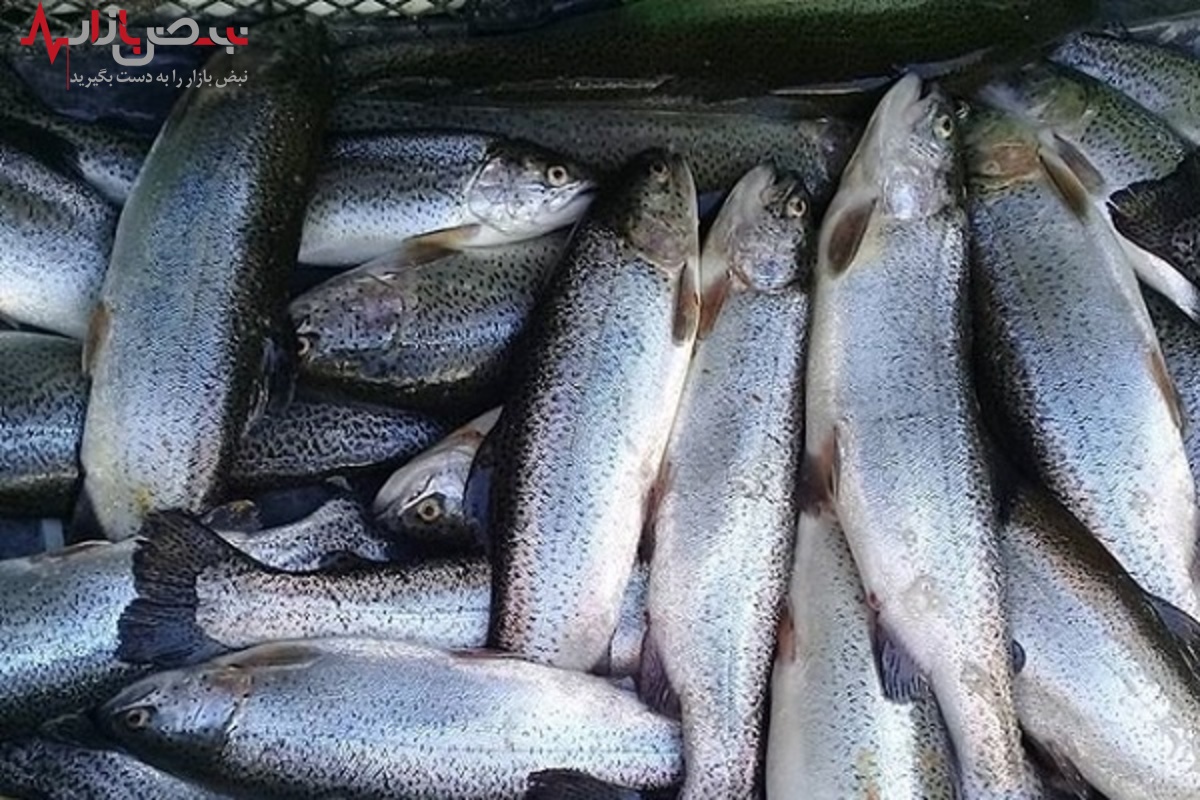 قیمت ماهی امروز ۱۸ مرداد ۱۴۰۱ | ۵۰۰ گرم ماهی کیلیکا ۶۲ هزار تومان