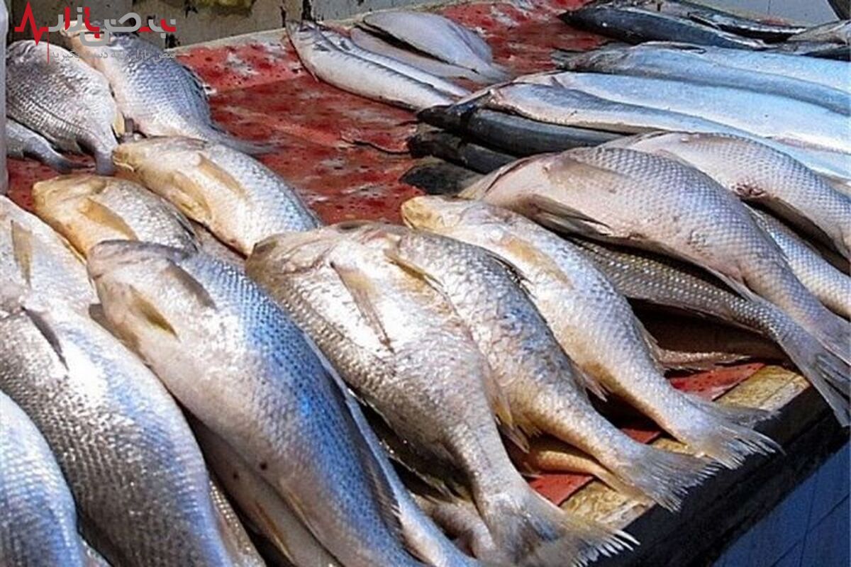 قیمت ماهی امروز ۲۳ مرداد ۱۴۰۱