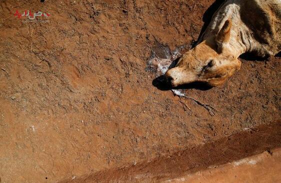 تلف شدن حیوانات به دلیل بحران خشکسالی در کنیا/ رویترز