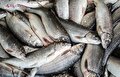 چرا تولید ماهی امسال یک سوم کاهش یافت؟